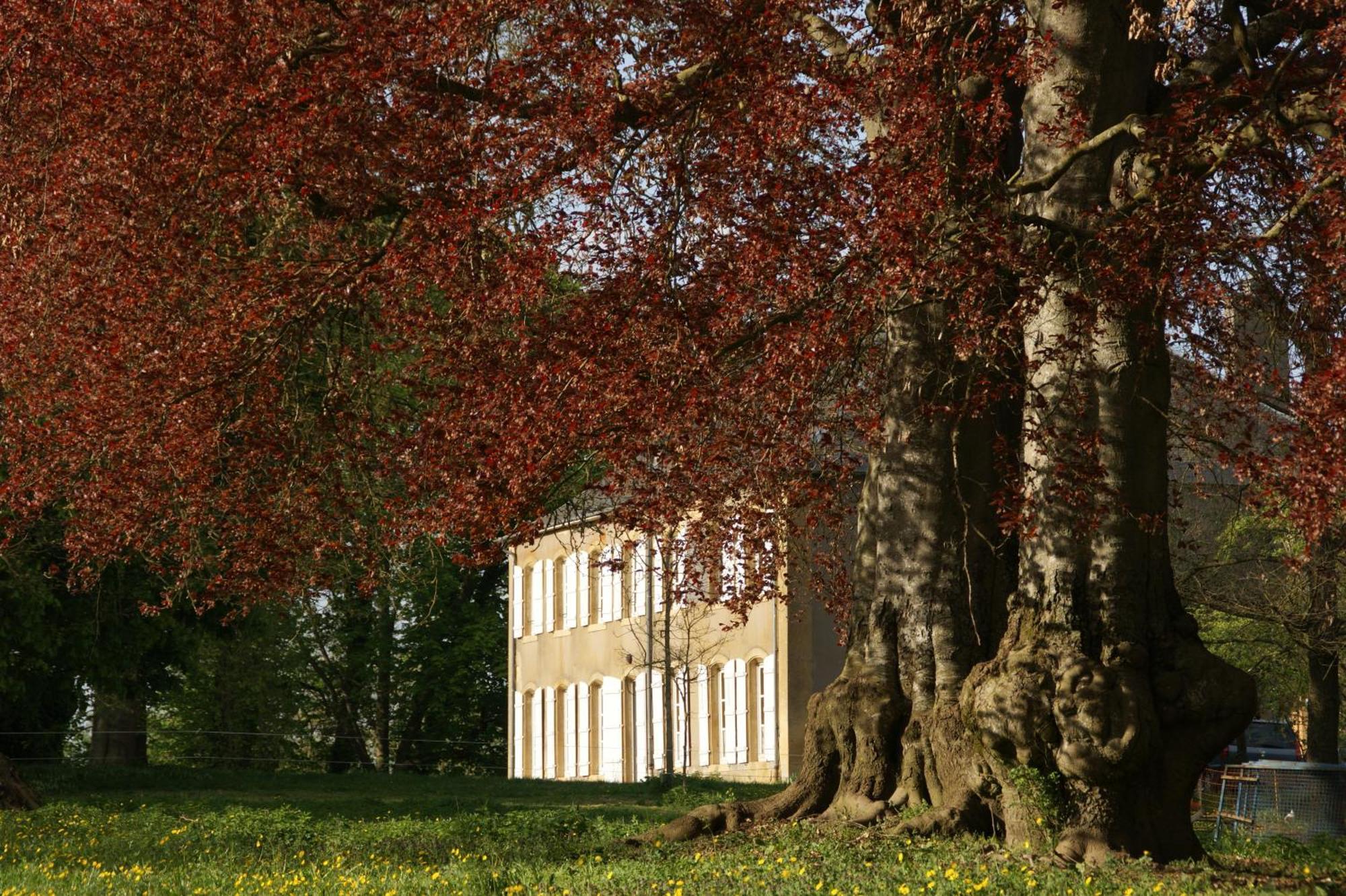 Maison D'Hotes Le Chateau De Puxe Exteriér fotografie